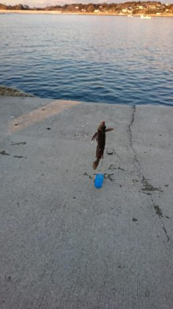 冬のブラクリ調査