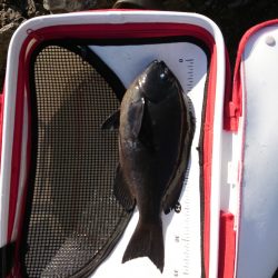 方座浦でグレ釣り