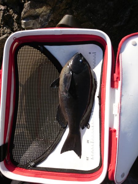 方座浦でグレ釣り