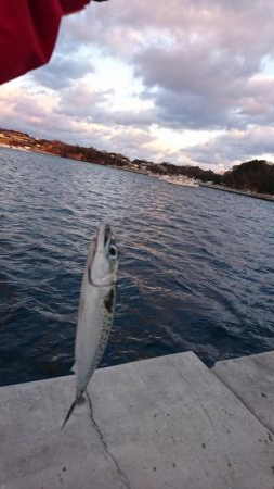 極寒の中で意外な魚が…