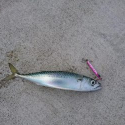 時期外れのライトショアジギング