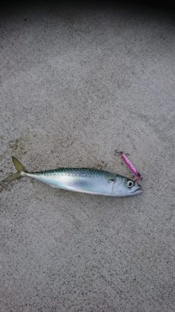 時期外れのライトショアジギング