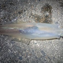 仕事終わりヤリイカ狙い