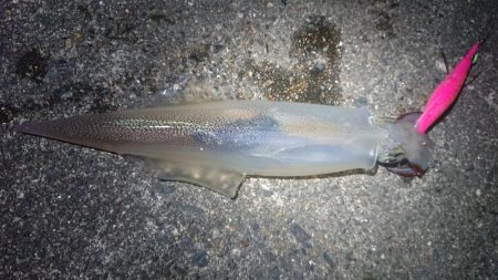 仕事終わりヤリイカ狙い