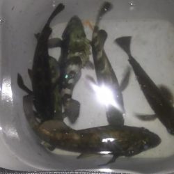 明石メバリング