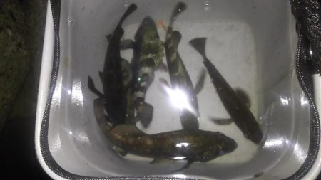 明石メバリング