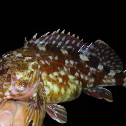 明石メバル好釣