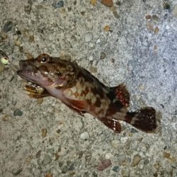 アジ、アナハゼ、アイナメ、メバル、ガシラ、アナゴ。6目達成。