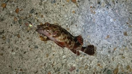 アジ、アナハゼ、アイナメ、メバル、ガシラ、アナゴ。6目達成。