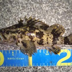 渋めのメバリング