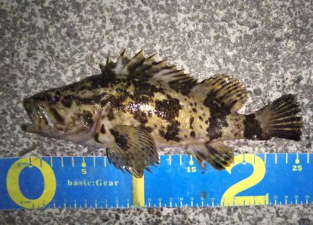 渋めのメバリング