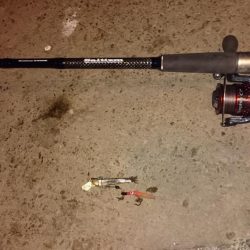 三連休最終日タチウオ