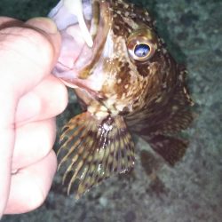 渋くても釣れる根魚