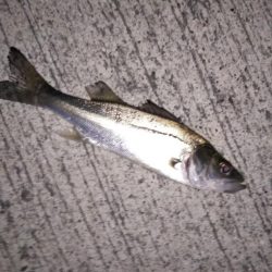 初めての場所でライトゲーム