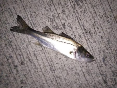 初めての場所でライトゲーム