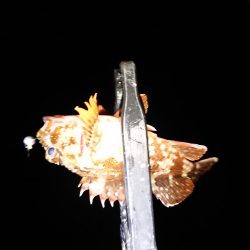 ちょこっと初釣り