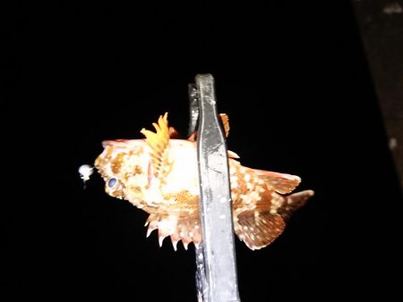 ちょこっと初釣り