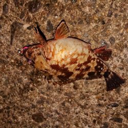 ガッシー入れ食い