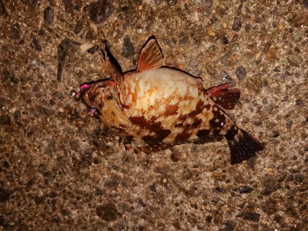 ガッシー入れ食い