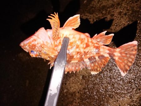 デカいの欲しい