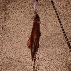 カサゴ自己記録更新