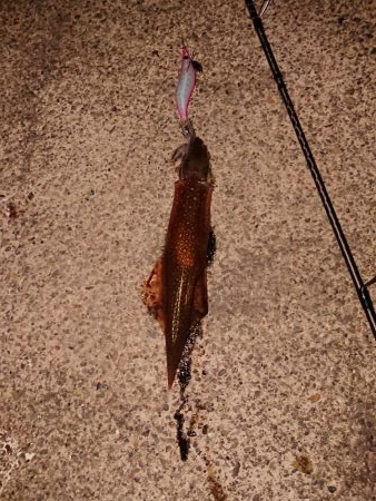 カサゴ自己記録更新