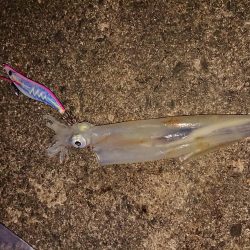 エギング記録更新