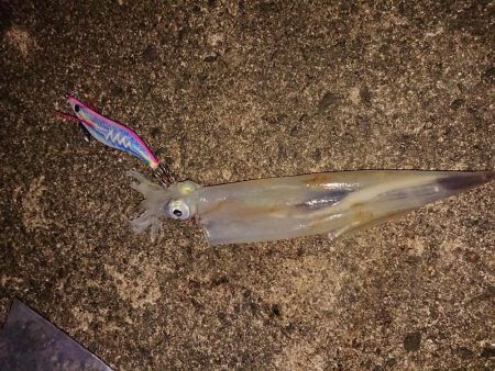 エギング記録更新