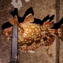 まだ渋いヤリイカ