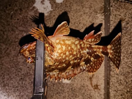 まだ渋いヤリイカ