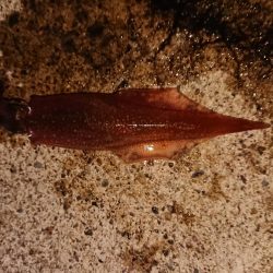 強風の中新規防波堤にて