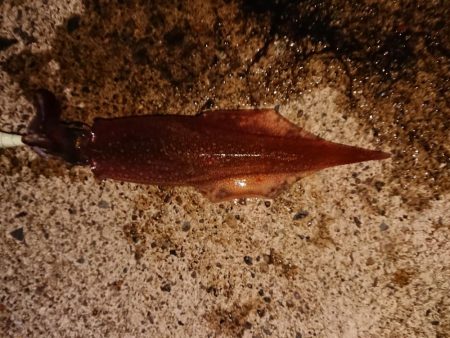 強風の中新規防波堤にて