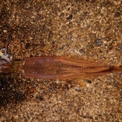 ウネリと強風の中で