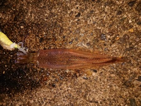 ウネリと強風の中で