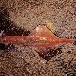 好状況ながら渋い