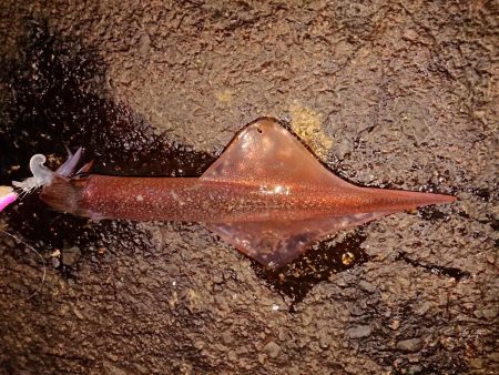 好状況ながら渋い