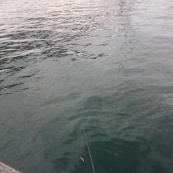 2019謹賀新年初シーバス捕獲♪