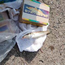 シーズン初の淡路釣行