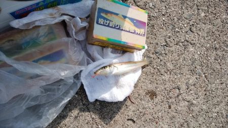 シーズン初の淡路釣行