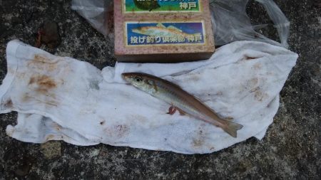 買物待ち釣行
