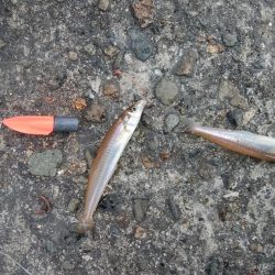 播磨新島で良型キスが釣れました