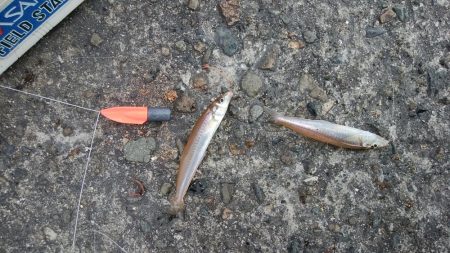 播磨新島で良型キスが釣れました