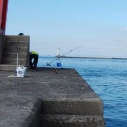 播磨新島でキス釣り