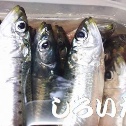 マイワシ釣り。