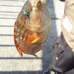 厳しい、小潮。