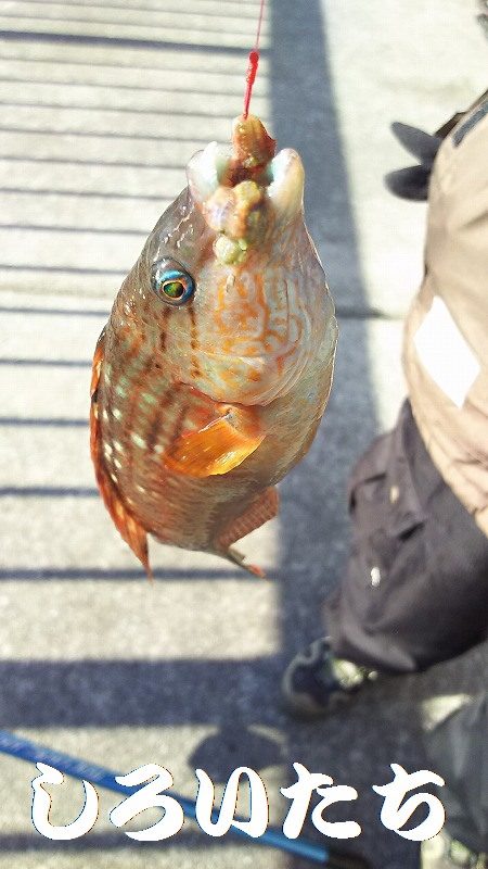 厳しい、小潮。