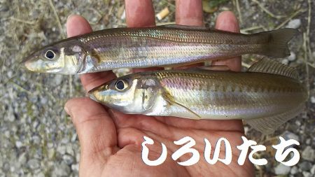 淡路島２日目。福良から洲本へ