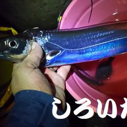 マイワシとタチウオ。