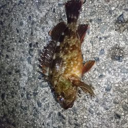 2019年初釣り ヤリイカ編