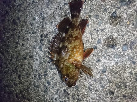 2019年初釣り ヤリイカ編